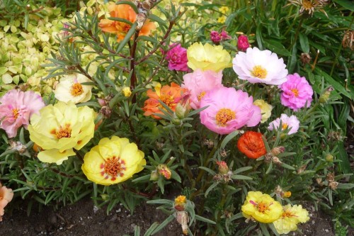 Portulaca-grandiflora-Hook---Sri-Aurobindos-Compassion-22.jpg