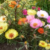 Portulaca-grandiflora-Hook---Sri-Aurobindos-Compassion-22