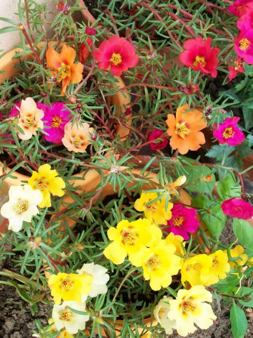 Portulaca-grandiflora-Hook---Sri-Aurobindos-Compassion-23.jpg