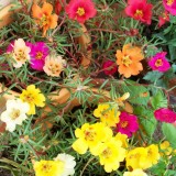 Portulaca-grandiflora-Hook---Sri-Aurobindos-Compassion-23