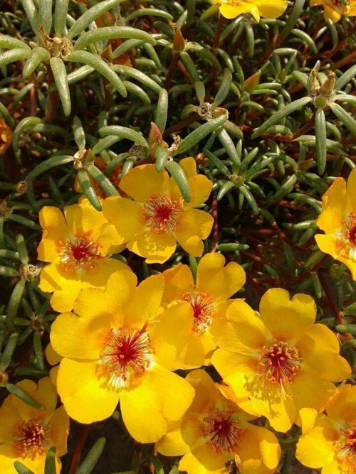 Portulaca-grandiflora-Hook---Sri-Aurobindos-Compassion-24.jpg