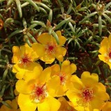 Portulaca-grandiflora-Hook---Sri-Aurobindos-Compassion-24