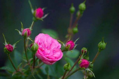 Portulaca-grandiflora-Hook---Sri-Aurobindos-Compassion-25.jpg