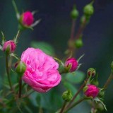 Portulaca-grandiflora-Hook---Sri-Aurobindos-Compassion-25