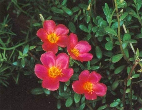 Portulaca-grandiflora-Hook---Sri-Aurobindos-Compassion-26.jpg