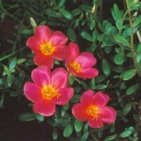 Portulaca-grandiflora-Hook---Sri-Aurobindos-Compassion-26