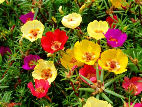 Portulaca-grandiflora-Hook---Sri-Aurobindos-Compassion-27.jpg