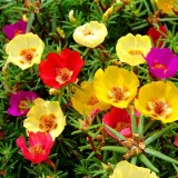 Portulaca-grandiflora-Hook---Sri-Aurobindos-Compassion-27