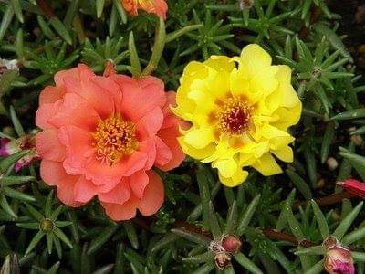 Portulaca-grandiflora-Hook---Sri-Aurobindos-Compassion-28.jpg