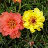 Portulaca-grandiflora-Hook---Sri-Aurobindos-Compassion-28