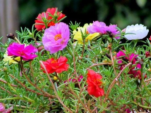 Portulaca-grandiflora-Hook---Sri-Aurobindos-Compassion-29.jpg