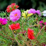 Portulaca-grandiflora-Hook---Sri-Aurobindos-Compassion-29