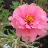 Portulaca-grandiflora-Hook---Sri-Aurobindos-Compassion-3