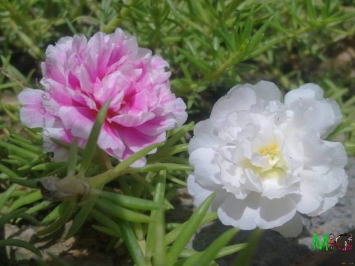 Portulaca-grandiflora-Hook---Sri-Aurobindos-Compassion-30.jpg