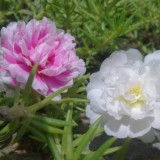 Portulaca-grandiflora-Hook---Sri-Aurobindos-Compassion-30