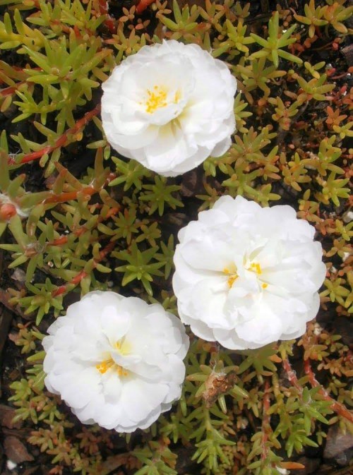 Portulaca-grandiflora-Hook---Sri-Aurobindos-Compassion-31.jpg