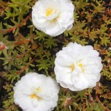 Portulaca-grandiflora-Hook---Sri-Aurobindos-Compassion-31