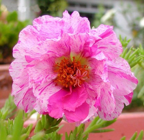 Portulaca-grandiflora-Hook---Sri-Aurobindos-Compassion-32.jpg