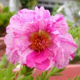 Portulaca-grandiflora-Hook---Sri-Aurobindos-Compassion-32