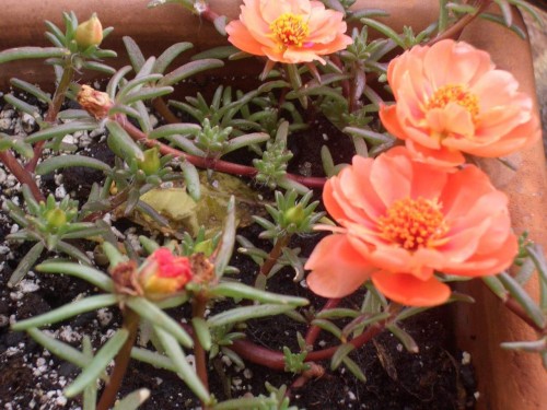 Portulaca-grandiflora-Hook---Sri-Aurobindos-Compassion-33.jpg