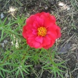 Portulaca-grandiflora-Hook---Sri-Aurobindos-Compassion-34