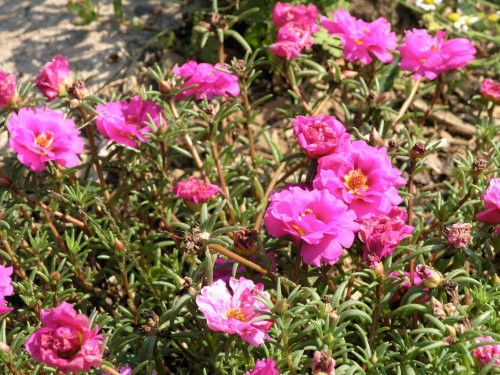 Portulaca-grandiflora-Hook---Sri-Aurobindos-Compassion-36.jpg