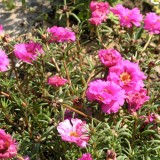 Portulaca-grandiflora-Hook---Sri-Aurobindos-Compassion-36