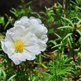 Portulaca-grandiflora-Hook---Sri-Aurobindos-Compassion-39