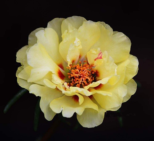 Portulaca-grandiflora-Hook---Sri-Aurobindos-Compassion-4.jpg