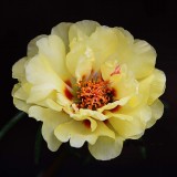 Portulaca-grandiflora-Hook---Sri-Aurobindos-Compassion-4