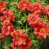 Portulaca-grandiflora-Hook---Sri-Aurobindos-Compassion-40