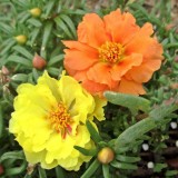 Portulaca-grandiflora-Hook---Sri-Aurobindos-Compassion-41