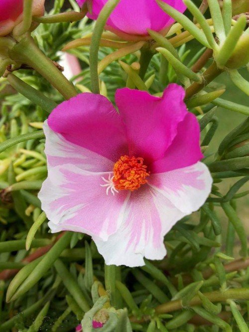 Portulaca-grandiflora-Hook---Sri-Aurobindos-Compassion-43.jpg