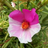 Portulaca-grandiflora-Hook---Sri-Aurobindos-Compassion-43