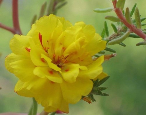 Portulaca-grandiflora-Hook---Sri-Aurobindos-Compassion-44.jpg