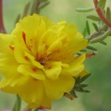 Portulaca-grandiflora-Hook---Sri-Aurobindos-Compassion-44