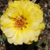 Portulaca-grandiflora-Hook---Sri-Aurobindos-Compassion-45