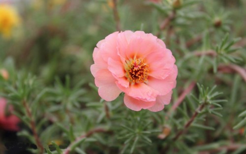 Portulaca-grandiflora-Hook---Sri-Aurobindos-Compassion-48.jpg