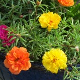 Portulaca-grandiflora-Hook---Sri-Aurobindos-Compassion-5