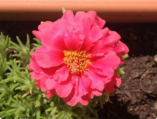 Portulaca-grandiflora-Hook---Sri-Aurobindos-Compassion-50.jpg