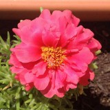 Portulaca-grandiflora-Hook---Sri-Aurobindos-Compassion-50