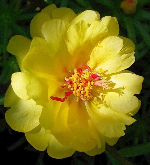 Portulaca-grandiflora-Hook---Sri-Aurobindos-Compassion-51.jpg