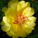 Portulaca-grandiflora-Hook---Sri-Aurobindos-Compassion-51