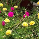 Portulaca-grandiflora-Hook---Sri-Aurobindos-Compassion-53