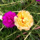 Portulaca-grandiflora-Hook---Sri-Aurobindos-Compassion-54