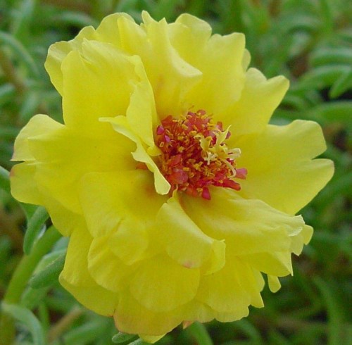 Portulaca-grandiflora-Hook---Sri-Aurobindos-Compassion-55.jpg