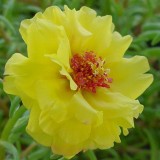 Portulaca-grandiflora-Hook---Sri-Aurobindos-Compassion-55