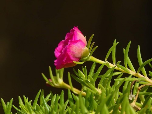 Portulaca-grandiflora-Hook---Sri-Aurobindos-Compassion-56.jpg