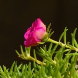 Portulaca-grandiflora-Hook---Sri-Aurobindos-Compassion-56