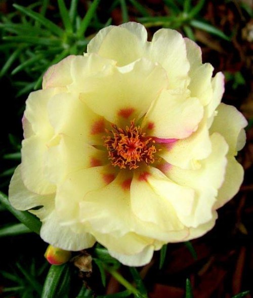 Portulaca-grandiflora-Hook---Sri-Aurobindos-Compassion-6.jpg